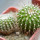 UEBELMANNIA meninensis + UEBELMANNIA gummifera f. tall plants RNK 102/14, 2x seedlings