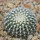 UEBELMANNIA gummifera f. tall plants RNK 102/14,  seedling