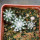 DISCOCACTUS horstii, 3 x seedlings, one pot