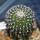 UEBELMANNIA meninensis var. rubra RNK 22, grafted offset
