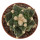 ARIOCARPUS retusus PP 232 cv. NonAriocarpus Godzilla, illustrative photo