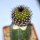 UEBELMANNIA meninensis x pectinifera, grafted seedling