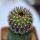 UEBELMANNIA meninensis x pectinifera, grafted seedling