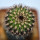 UEBELMANNIA meninensis x pectinifera, grafted seedling