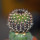 UEBELMANNIA meninensis x pectinifera, grafted seedling