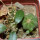 AZTEKIUM ritteri f. rotundum GCG 10005, El Barreal, (+ D. foetida) one seedling