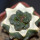 ARIOCARPUS fissuratus cv. Godzilla, grafted plant