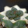 ARIOCARPUS fissuratus cv. Godzilla, grafted plant