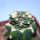 ARIOCARPUS retusus PP 232 cv. NonAriocarpus Godzilla, grafted