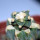 ARIOCARPUS retusus PP 232 cv. NonAriocarpus Godzilla, grafted