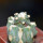ARIOCARPUS retusus PP 232 cv. NonAriocarpus Godzilla, grafted