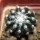 DISCOCACTUS horstii, offered 1 x seedling in the pot