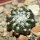DISCOCACTUS horstii, offered 1 x seedling in the pot