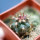 FEROCACTUS lindsayi GM 1310, El  Jaraguay, BC, seedling