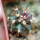 FEROCACTUS lindsayi GM 1310, El  Jaraguay, BC, seedling