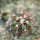 FEROCACTUS lindsayi GM 1310, El  Jaraguay, BC, seedling