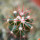 FEROCACTUS lindsayi GM 1310, El  Jaraguay, BC, seedling