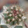 FEROCACTUS lindsayi GM 1310, El Jaraguay, BC, clone 2, grafted