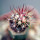 FEROCACTUS lindsayi GM 1310, El Jaraguay, BC, clone 1, grafted