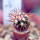 FEROCACTUS lindsayi GM 1310, El Jaraguay, BC, clone 1, grafted