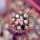 FEROCACTUS lindsayi GM 1310, El Jaraguay, BC, clone 1, grafted