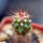 FEROCACTUS lindsayi GM 1310, El Jaraguay, BC, clone 1, grafted