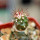 FEROCACTUS lindsayi GM 1310, El Jaraguay, BC, clone 1, grafted