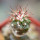 FEROCACTUS lindsayi GM 1310, El Jaraguay, BC, clone 1, grafted