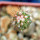 FEROCACTUS lindsayi GM 1310, El Jaraguay, BC, clone 1, grafted