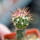 FEROCACTUS lindsayi GM 1310, El Jaraguay, BC, clone 1, grafted