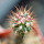 FEROCACTUS lindsayi GM 1310, El Jaraguay, BC, clone 1, grafted