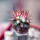 FEROCACTUS lindsayi GM 1310, El Jaraguay, BC, clone 1, grafted