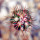 FEROCACTUS lindsayi GM 1310, El Jaraguay, BC, clone 1, grafted