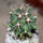 FEROCACTUS haematacanthus clone 1, rooted cutting