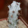STENOCEREUS beneckei, pot 6 cm, rooted offset
