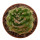 NOTOCACTUS uebelmannianus f. monstrosus, illustrative photo
