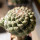 STROMBOCACTUS disciformis ssp. esperanzae x TURBINICARPUS alonsoii, grafted