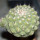 STROMBOCACTUS disciformis ssp. esperanzae x TURBINICARPUS alonsoii, grafted