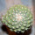 STROMBOCACTUS disciformis ssp. esperanzae x TURBINICARPUS alonsoii, grafted