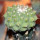 STROMBOCACTUS disciformis ssp. esperanzae x TURBINICARPUS alonsoii, grafted