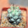 ORTEGOCACTUS macdougallii, seedling