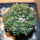 ASTROPHYTUM asterias cv. Kitskukow, grafted