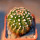 NOTOCACTUS uebelmannianus f. monstrosus, rooted offset