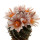 TURBINICARPUS schmiedickeanus ssp. sanchezi-mejoradae VM 721, illustrative photo