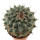 STROMBOCACTUS corregidorae VM 974, Maconi, Barranca del Infernillo,1500 m, Mex., illustrative photo