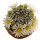 MAMMILLARIA roemeri, illustrative photo