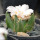 ARIOCARPUS bravoanus VM 288, f. white flower, illustrative photo