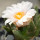 ARIOCARPUS bravoanus VM 288, f. white flower, illustrative photo