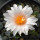 ARIOCARPUS bravoanus VM 288, f. white flower, illustrative photo