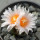 ARIOCARPUS bravoanus VM 288, f. white flower, illustrative photo